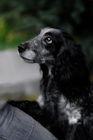 Cute Russian spaniel black and white Sits and run and play in a parkの写真素材