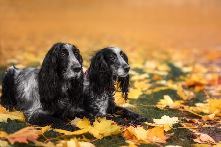 Cute Russian spaniel black and white Sits and run and play in a parkの写真素材