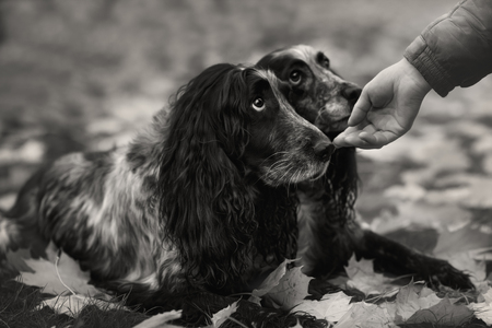 Cute Russian spaniel black and white Sits and run and play in a parkの写真素材