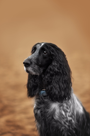 Cute Russian spaniel black and white Sits and run and play in a parkの写真素材