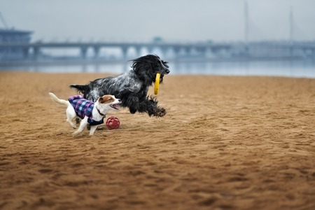 Cute Russian spaniel black and white Sits and run and play in a parkの写真素材