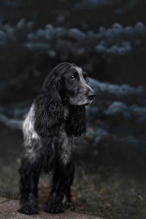 Cute Russian spaniel black and white Sits and run and play in a parkの写真素材