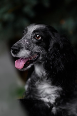 Cute Russian spaniel black and white Sits and run and play in a parkの写真素材