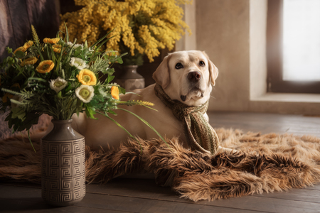 Yellow labrador retriever dog in interiorの写真素材