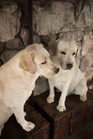 Yellow labrador retriever dog in interiorの写真素材