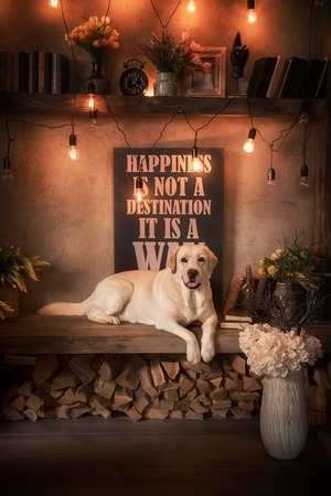Yellow labrador retriever dog in interiorの写真素材