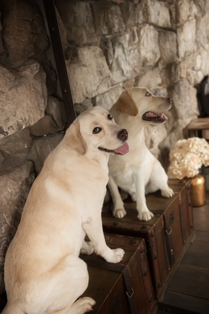 Yellow labrador retriever dog in interiorの写真素材