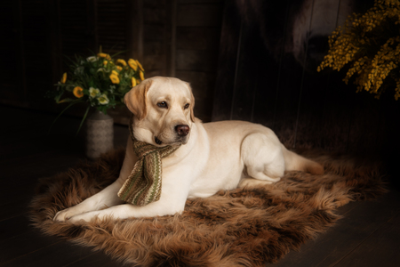 Yellow labrador retriever dog in interiorの写真素材