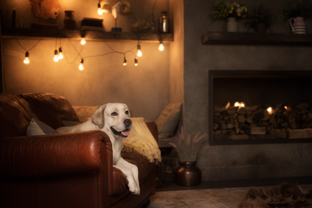 Yellow labrador retriever dog in interiorの写真素材