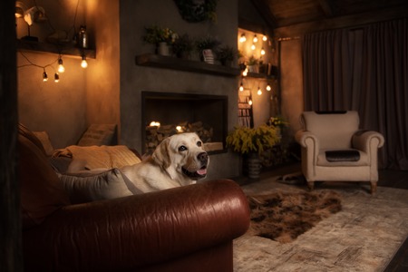 Yellow labrador retriever dog in interiorの写真素材