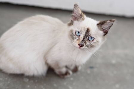 cute homeless kittens looking at camera and playの写真素材