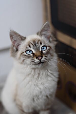 cute homeless kittens looking at camera and playの写真素材