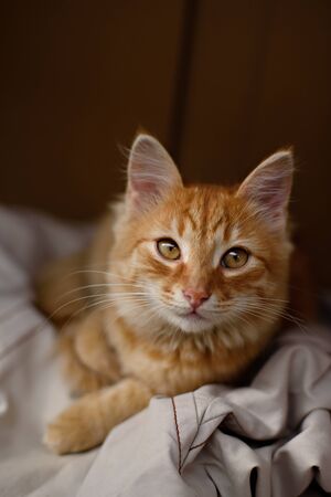 cute homeless kittens looking at camera and playの写真素材