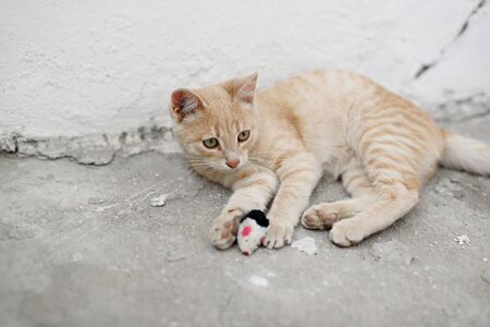 cute homeless kittens looking at camera and playの写真素材