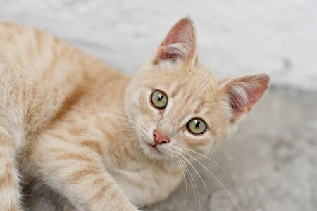 cute homeless kittens looking at camera and playの写真素材