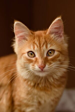 cute homeless kittens looking at camera and playの写真素材