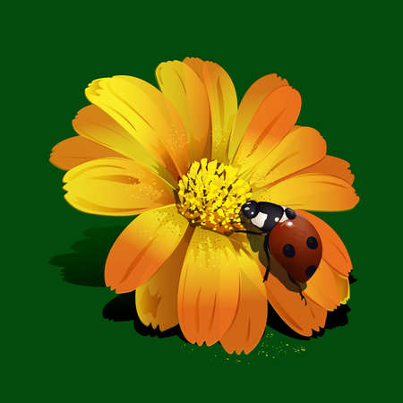 Ladybird on flowerのイラスト素材