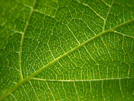 green sheet      
