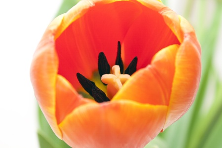 tulipの写真素材