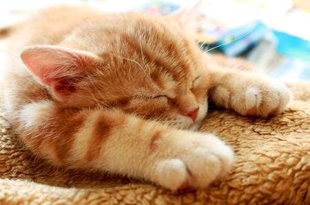 kittyの写真素材