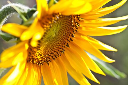 sunflowers with bright yellow petals in the gardenの写真素材