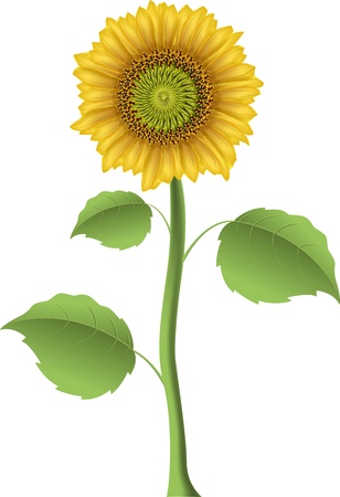 illustration of a sunflower on a white backgroundのイラスト素材