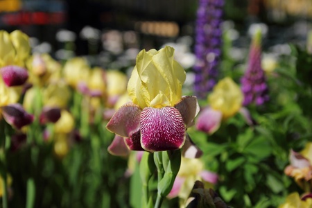 bright red flower on dark green backgroundの写真素材