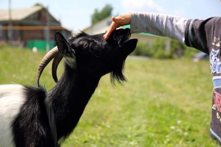 child stroking a goat grazing in the meadowの写真素材