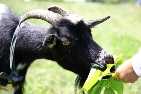goat munching fresh grass on a green meadowの写真素材