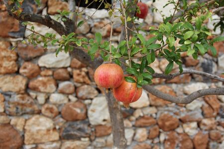 ripe pomegranate fruit on the tree in the garden of the Greekの写真素材