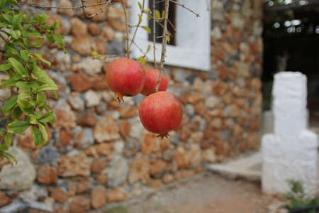ripe pomegranate fruit on the tree in the garden of the Greek
の写真素材