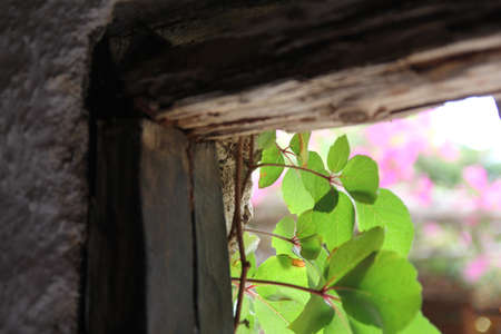green branches in the doorway of a village houseの写真素材