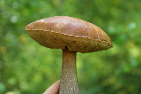 mushrooms capsの写真素材