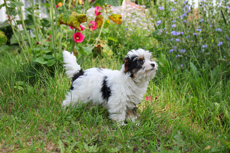 cheerful little tricolor puppy on a background of natureの写真素材