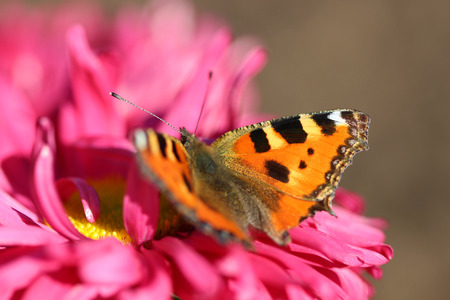 beautiful varicolored butterfly sits on beautiful flowerの写真素材