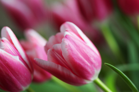 Beautiful bouquet pink tulip on dark backgroundの写真素材