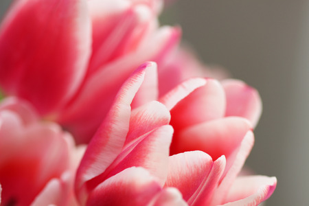 Beautiful bouquet pink tulip on dark backgroundの写真素材