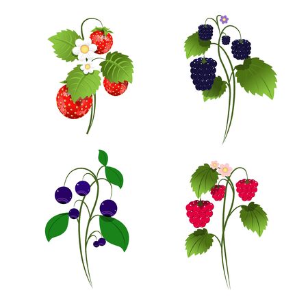 Illustration Set of Four Berry Bushes on White Backgroundのイラスト素材