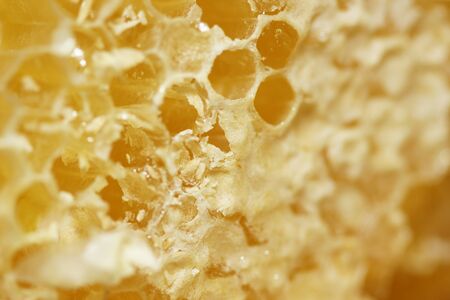 Macro shot of a Honeycomb with liquid honeyの写真素材