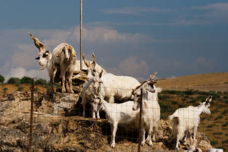 Goatsの写真素材