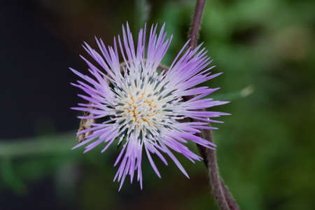 Purple flowerの写真素材