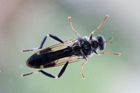 Macro insectの写真素材