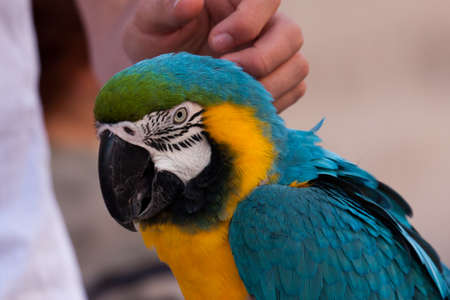 Parrotの写真素材