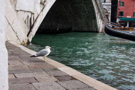 Rialto Bridge in Veniceの写真素材