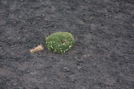 Flora of Mount Etna