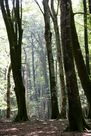Trees old beech