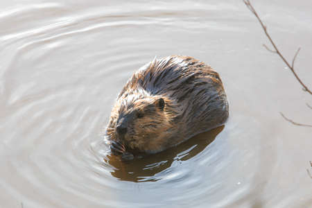 Wet beaver still in water