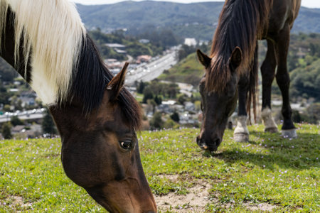 Horses grazing in a hillside near San Francisco, California.の写真素材