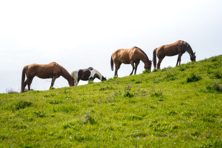 Herd of horses grazing on a green meadow in the mountains