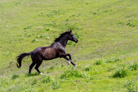 Black horse galloping on a green meadow in the mountains.
